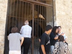 Watching the bat colony in this abandoned building in Jaffa - Widad, Subi, Paul, Hope, Minerva, oum Fadi (rw)