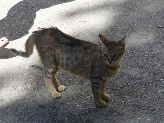 Local kitty near Garden of Gethsemane (rw)