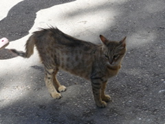 Local kitty near Garden of Gethsemane (rw)