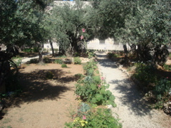 Garden of Gethsemane (sy)