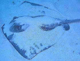 Big ray resting in sand