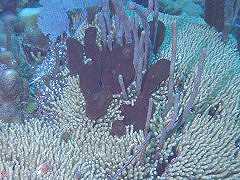 Finger Coral