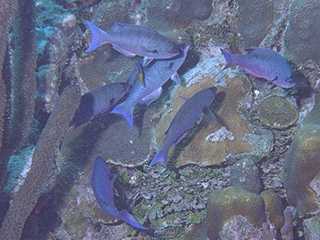 Several small blue fish