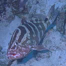 Small Grouper