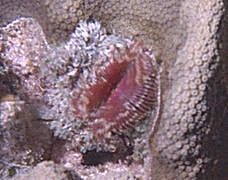 Fan Worm on Coral head