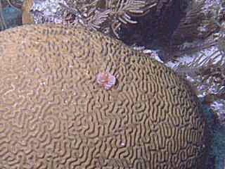 Christmas Tree Worm on Brain Coral