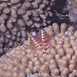 Christmas Tree Worm Closeup