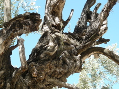 The oldest tree in the Garden of Gethsemane (rw)