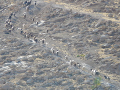 Goats climbing the hills of Bethany (rw)