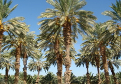 Palm tree plantations on the way to the Dead Sea (hs)