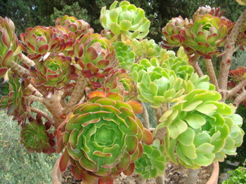 Succulent in the garden of the Church of the Visitation (hs)