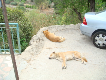 Let sleeping dogs lie, on the way down from Church of the Visitation, Ein Karem (hs)