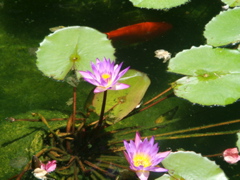 Beautiful flowers and goldfish in the lily pond,  at Church of the Heptapegon (hs)