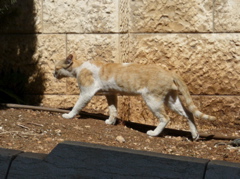 Long, lean tomcat walking uphill next to church in Nazareth (rw)