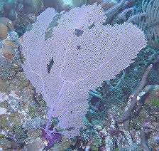 Purple Fan Coral